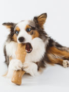 A+ Content_Dogwood
