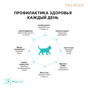 5 Котята 5 Котята